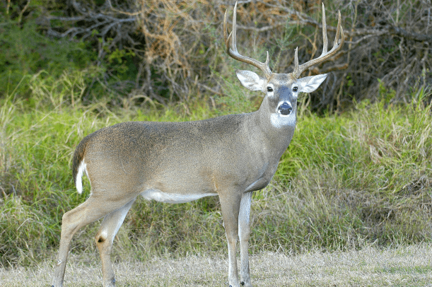 Texas Hunting Outfitters Big Tine Texas Hunting Outfitters WhiteTail Deer Image